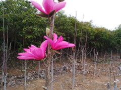 云南玉蘭樹的種植方法_師宗山玉蘭樹樹價格圖3