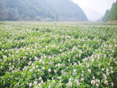 洋芋（土豆）肥料招商代理—云南生物科技有限公司圖2