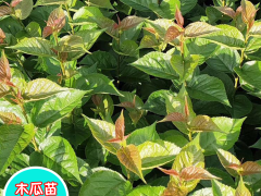 木瓜苗價格多少錢一棵?木瓜種植技術(shù)有哪些圖2