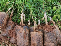 芒果籽怎么種結果_芒果籽種植技術圖2