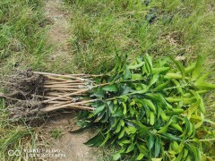 大芒果種子怎么種_芒果種植技術(shù)圖2