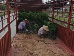 今年沃柑苗大概多少錢一棵？附種植技術(shù)關(guān)鍵點(diǎn)圖3