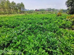 沃柑什么時間發(fā)售_沃柑種植技術(shù)及時間圖3