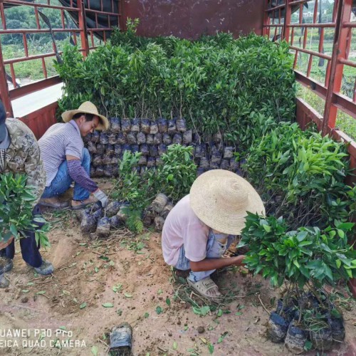 沃柑怎么種？栽種盈利高嗎？