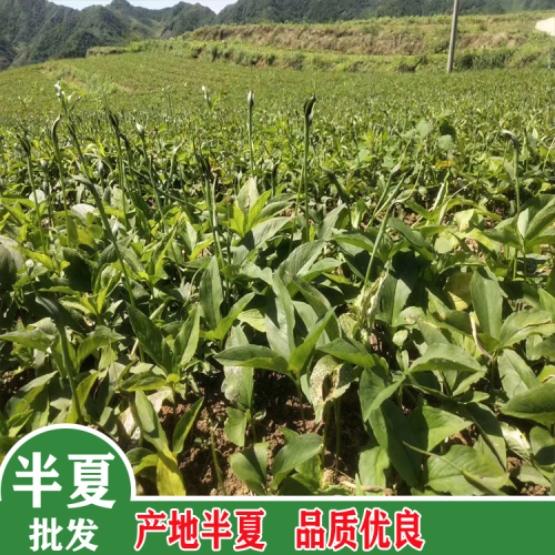 半夏人工種植基地 目前半夏多少錢(qián)一公斤？