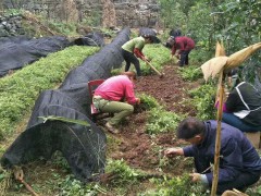 三葉青種植有哪些條件_如何種植優(yōu)質(zhì)的三葉青圖3