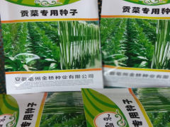 貢菜圖片_迪慶貢菜批發(fā)圖片圖3