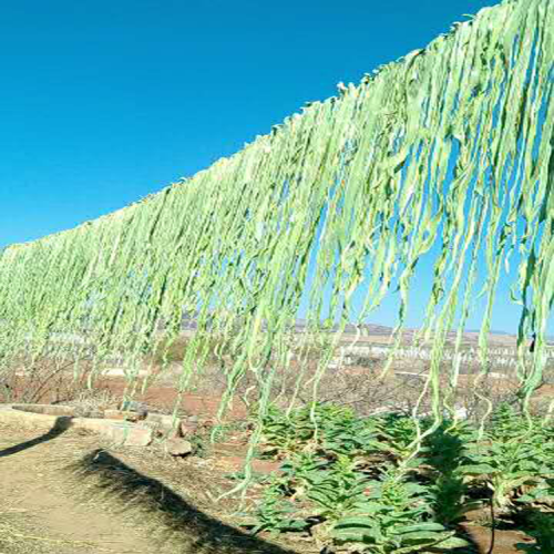 楚雄貢菜收購價格_貢菜多少錢一斤