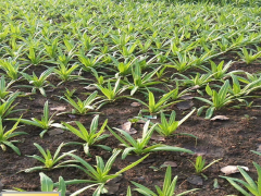 昭通貢菜今年價格怎么樣_種植一畝需要多少貢菜種子圖2