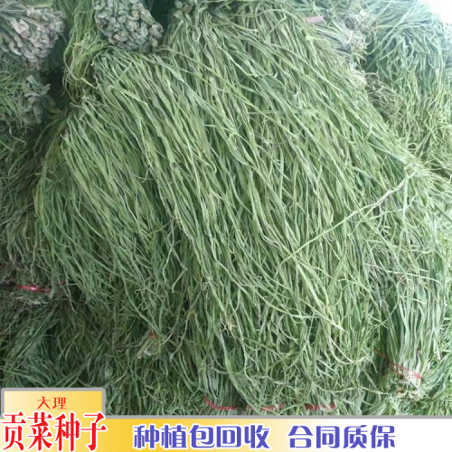 昭通貢菜回收價(jià)格_一畝種植多少