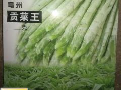 貢菜種植技術(shù)_貢菜銷售渠道圖3