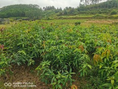 昭通芒果收購價格_芒果目前價格行情怎么樣圖1