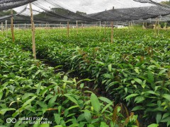 防城港芒果種植一畝需要多少苗_芒果種植的方法及效益圖3