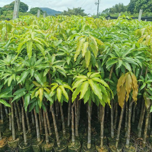 紅河縣芒果實生苗供應