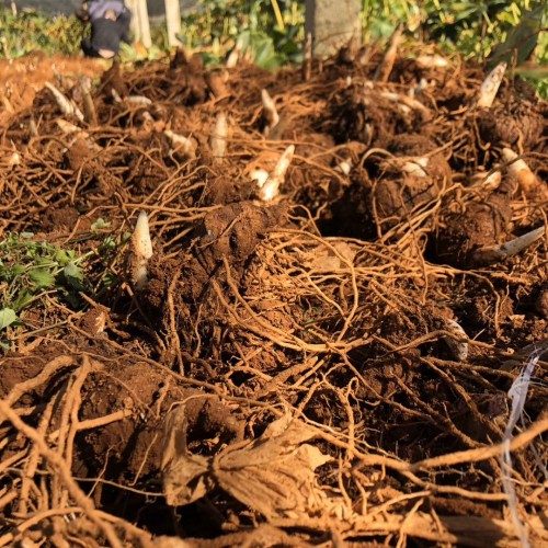 重樓種植戶_重樓回收基地