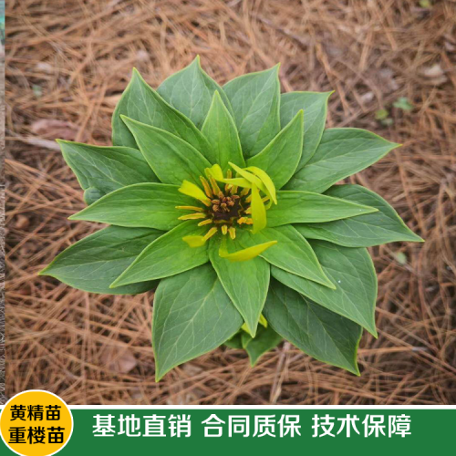 重樓畝產值有是多少?重樓種植成本費及盈利剖析