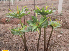 云南重樓種植基地怎樣栽種?_貢山縣中藥材種植公司圖2