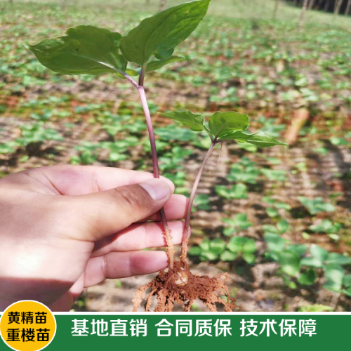 重樓種植后怎樣進行種植技術(shù)?