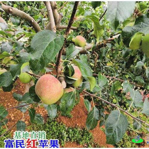 昆明蘋果多少錢一斤?_昆明水果市場(chǎng)價(jià)格表