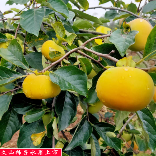 甜柿子種植基地_甜柿子種植前景