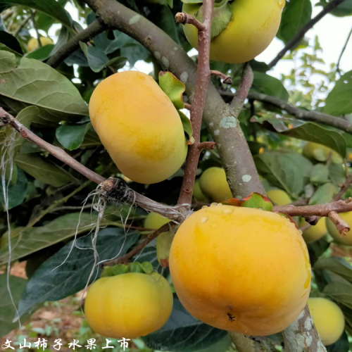 普洱甜柿種植基地_甜柿價格行情走勢