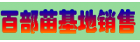 近期百部廣西玉林市價(jià)格怎么樣？（附百部藥材小苗圖片）