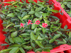 廣東牛大力苗多少錢一株，種植前景怎么樣？哪里種植包回收？圖2