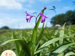 白芨苗 陜西商洛白芨苗行情價格圖3