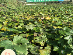 黃草烏種子選購方法  貴州草烏苗繁育基地 云南草烏營銷中心圖3