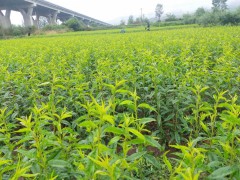 冬桃苗 麗江雪桃苗 云南曲靖市馬龍區(qū)冬桃苗基地圖3