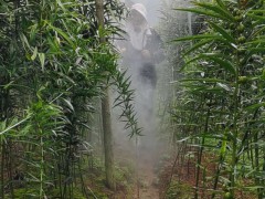 挑選種植黃精的理由之一 黃精使用量大圖3