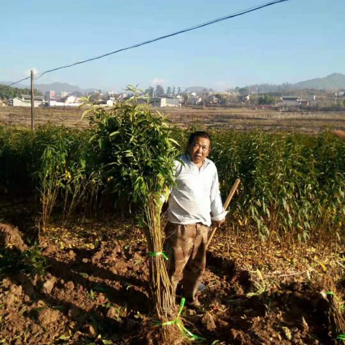 麗江冬桃栽培技術(shù)_冬桃種植管理方法