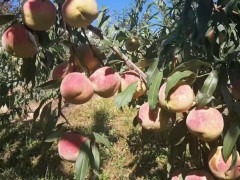 臨滄冬桃栽培基地_冬桃種植海拔要求圖3