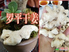 羅平的姜價(jià)是多少圖3