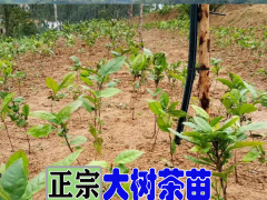 大樹茶苗批發(fā)_云南大樹茶苗育苗基地-專業(yè)種植茶苗圖2