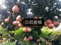 福建哪里有三紅蜜柚苗基地|福建哪里買三紅蜜柚苗圖3