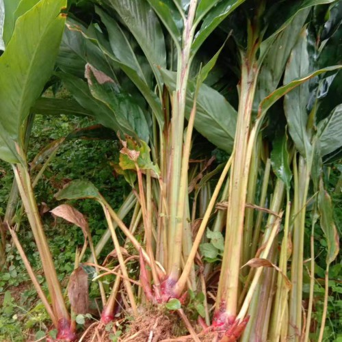 草果苗哪里有賣(mài)|草果苗怎么培育