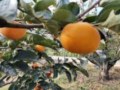 大秋甜柿又叫太秋甜柿 太秋甜柿種植技術和特點圖2