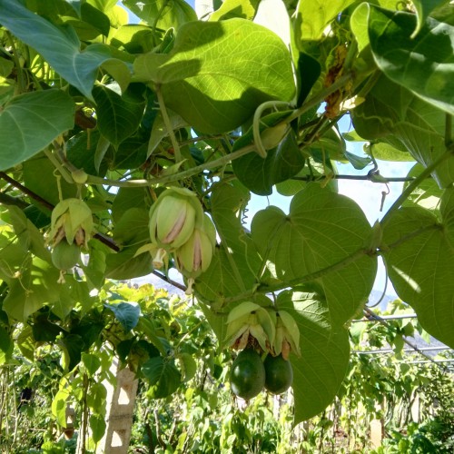 熱情果苗木  熱情果苗有賣嗎  熱情果種植基地 種植技術(shù)