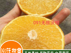 麗江沃柑橘苗批發(fā)價格，云南沃柑橘一顆多少錢？圖2