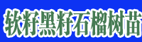 滇澤王黑美人石榴枝條 軟籽黑籽石榴樹苗