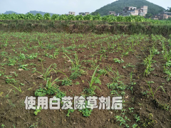 白芨種植_基地除草劑_昆明白芨除草劑圖3