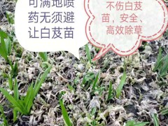 中藥材除草劑_昆明除草劑供應(yīng)商_祿勸除草劑中藥材專用圖1