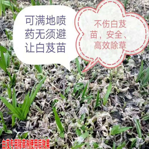 中藥材除草劑_昆明除草劑供應(yīng)商_祿勸除草劑中藥材專用