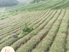 金鐵鎖種植基地_昆明祿勸金鐵鎖種植銷售_獨(dú)定子中藥材干貨圖3