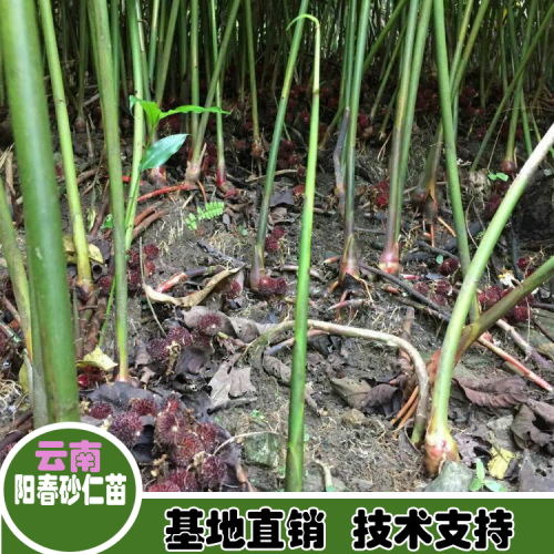 2017砂仁的種植技術(shù)包技術(shù)*砂仁種植基地