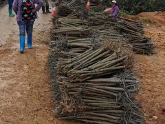 芒果品種有哪些|桂七芒又名桂熱82號介紹_廣西桂七芒苗圃圖3