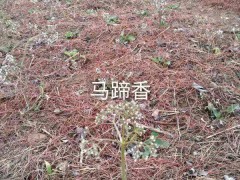 蜘蛛香云南蜘蛛香種苗哪里有賣?蜘蛛香價(jià)格行情怎樣?圖3