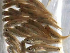 羅非魚魚苗多少錢？怎么養(yǎng)才好？圖3