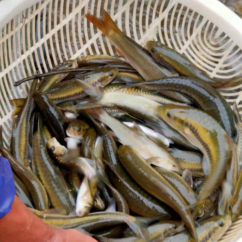 2019*.1.2云南鯉魚價(jià)格行情批發(fā)